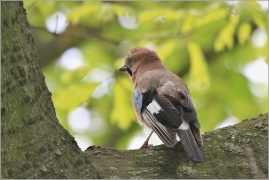 <p>SOJKA OBECNÁ (Garrulus glandarius) /Eurasian jay - Eichelhäher/</p>